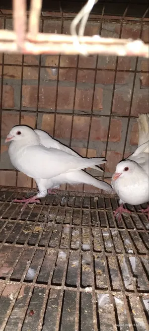 White Sabzi Homing Pigeon (Pair)