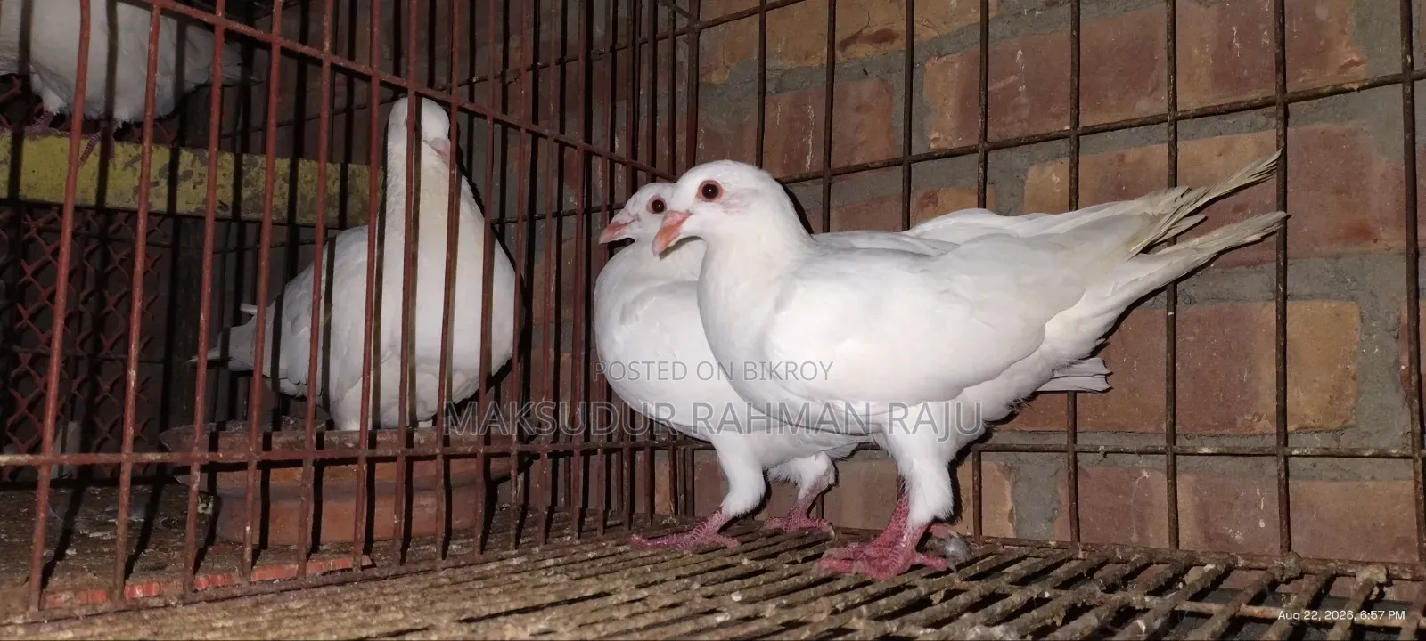 White Sabzi Homing Pigeon (Pair)
