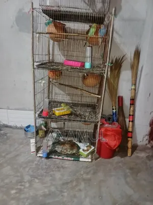 Budgerigar Bird