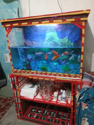 Aquarium Setup with Fish for Sale