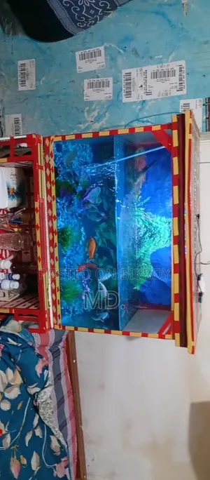 একুরিয়াম সেটআপ মাছ সহ সেল করবো