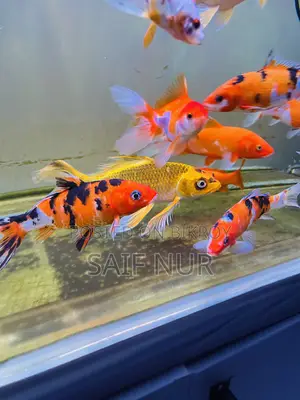 অ্যাকোয়ারিয়াম ফিশ