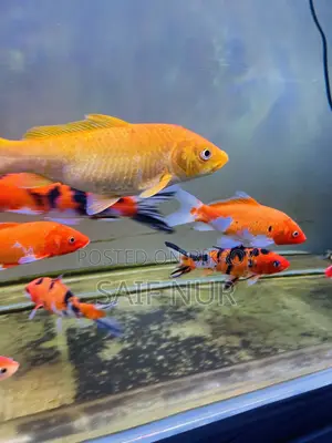 অ্যাকোয়ারিয়াম ফিশ