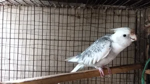 কোকাটেল পাখি