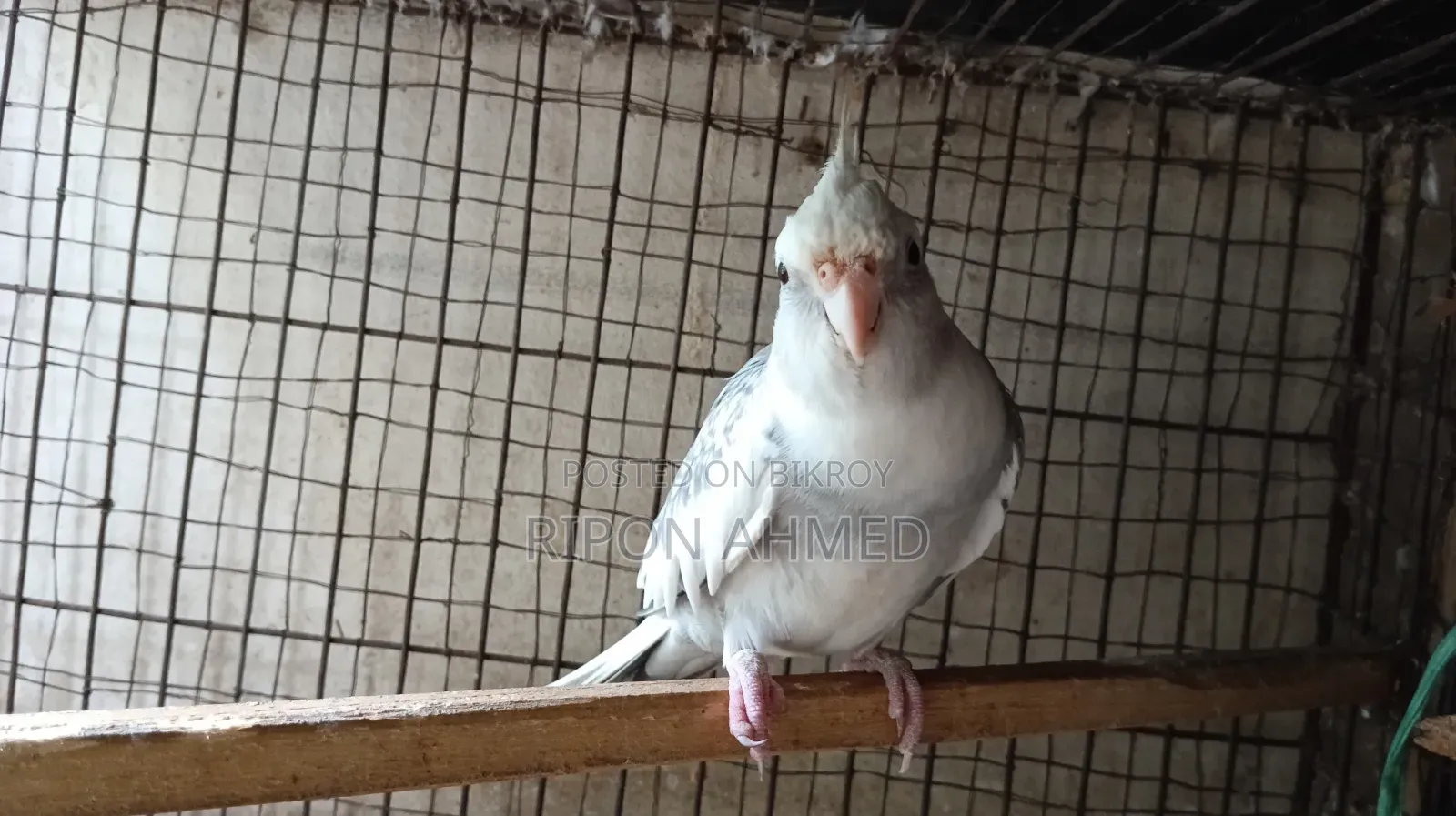 কোকাটেল পাখি