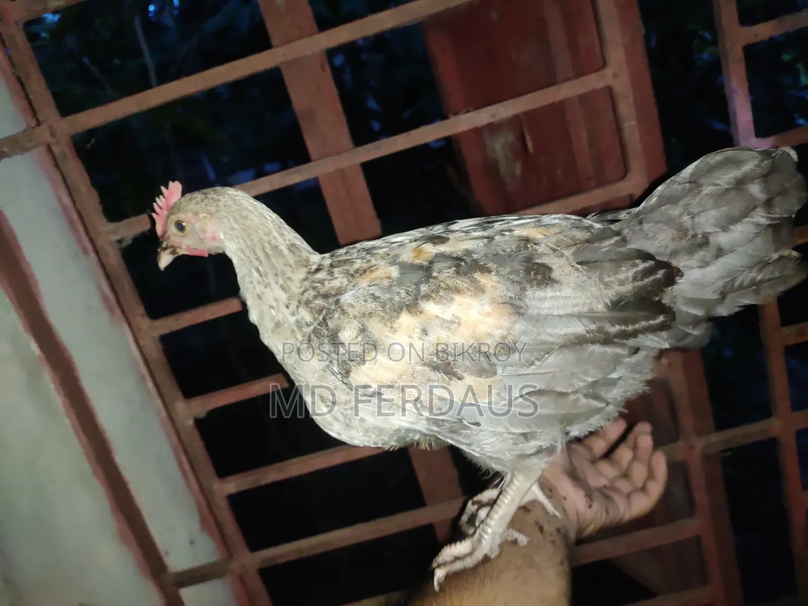 Hilly Native Chicken Chicks