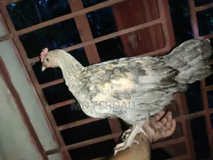 পাহাড়ি মুরগির বাচ্চা