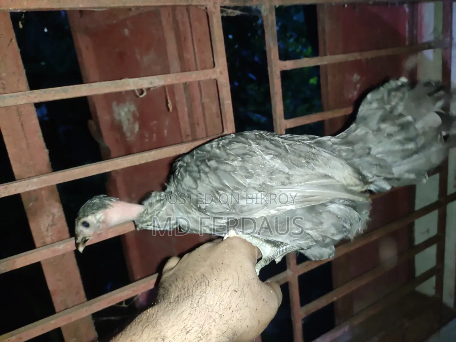 Hilly Native Chicken Chicks