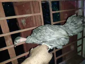 Hilly Native Chicken Chicks