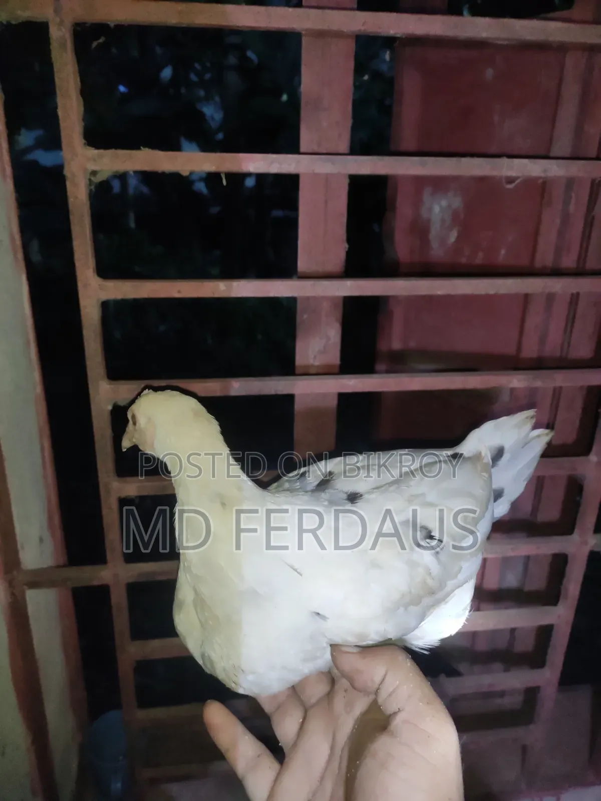 Hilly Native Chicken Chicks