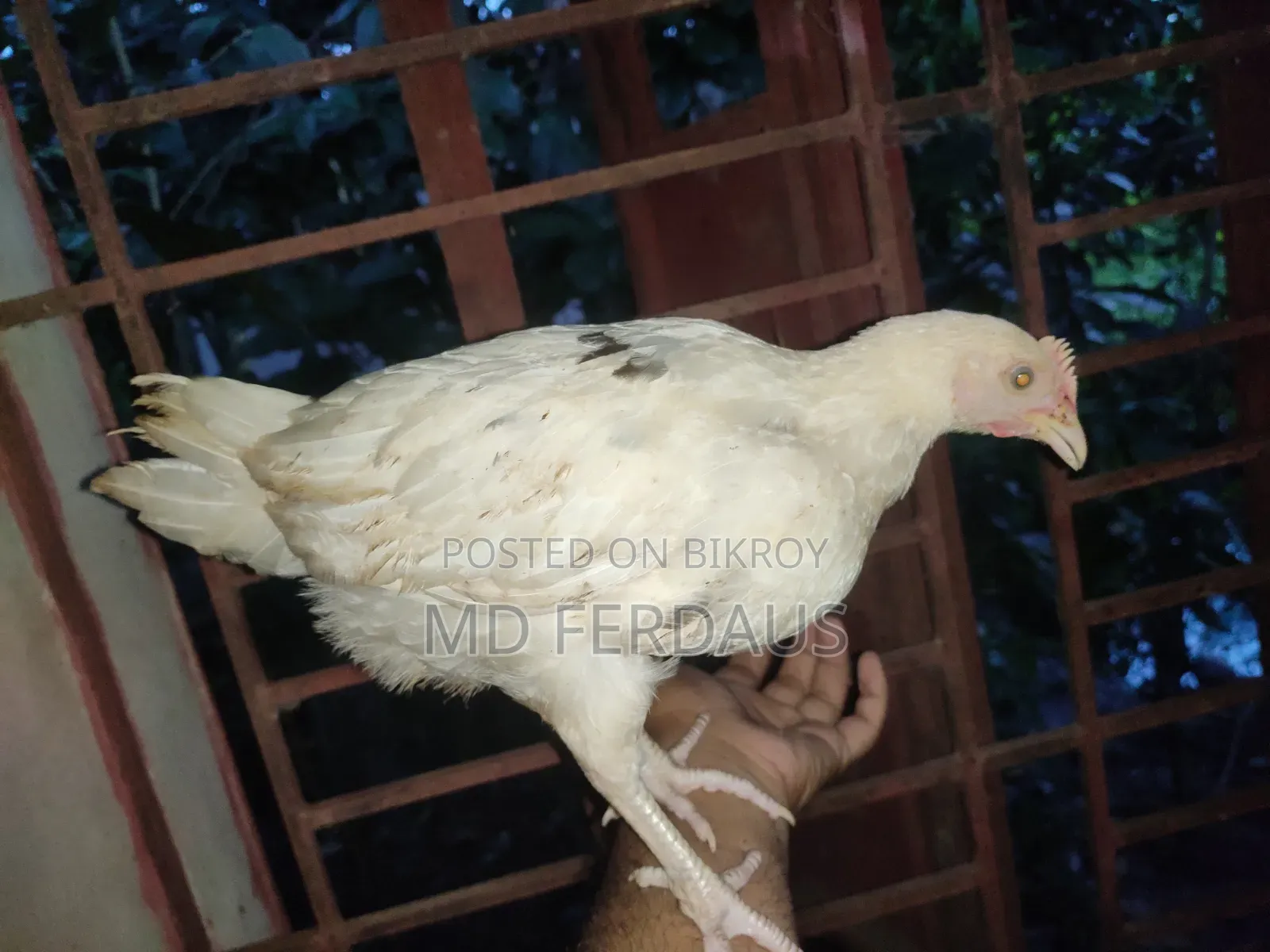 Hilly Native Chicken Chicks