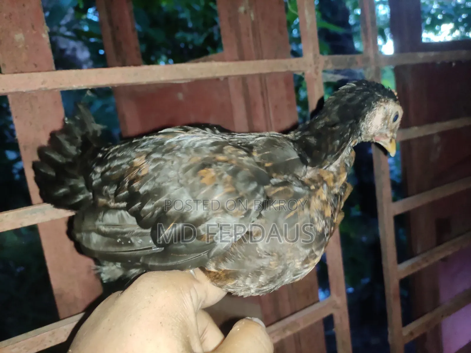 Hilly Native Chicken Chicks