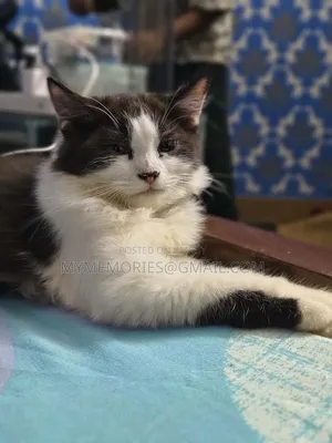 ১-৩ মাস বয়সী ফিমেল পিউরব্রেড পার্সিয়ান