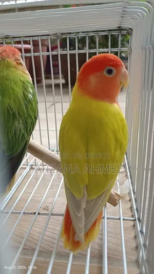 একটি ফিমেল পাখি