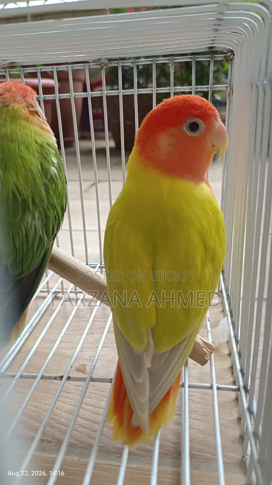একটি ফিমেল পাখি