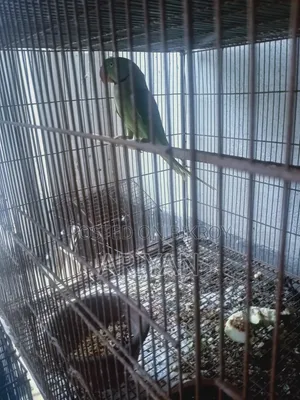 একটা পাকিস্তানি চন্দনা টিয়া বিক্রি হবে
