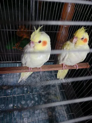 লুটিনো কোকাটিল