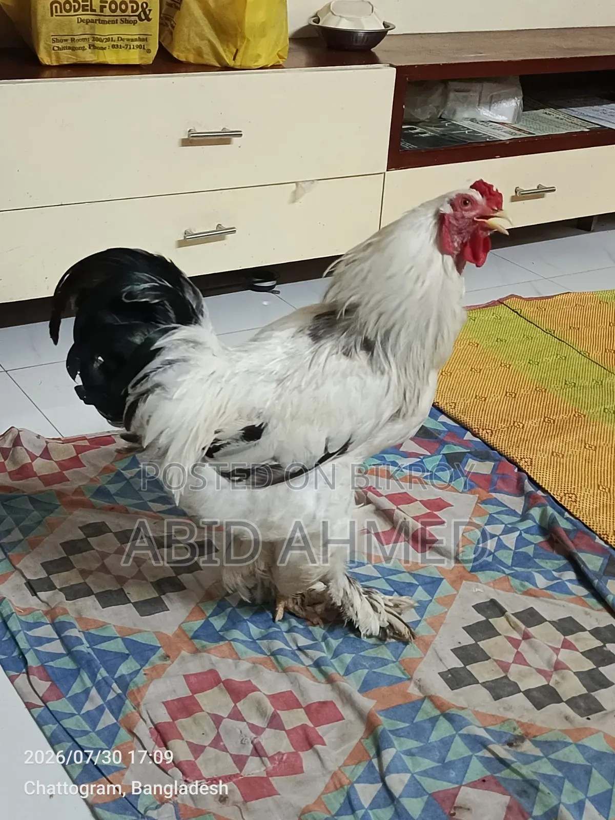 একটি ব্রাহমা মোরগ বিক্রি করা হবে