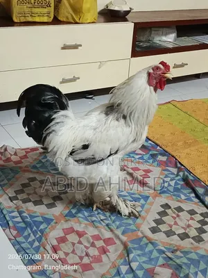 একটি ব্রাহমা মোরগ বিক্রি করা হবে