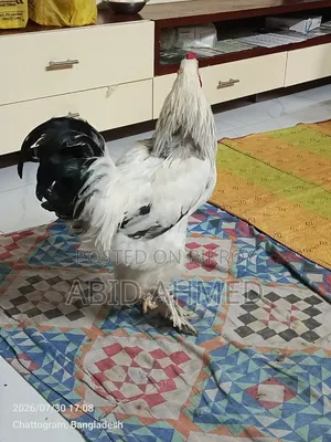 একটি ব্রাহমা মোরগ বিক্রি করা হবে