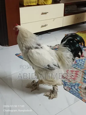 একটি ব্রাহমা মোরগ বিক্রি করা হবে