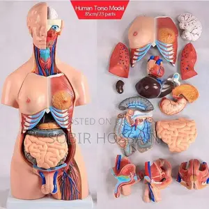 Human Anatomical Torso Model