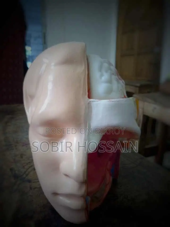 Human Anatomical Torso Model