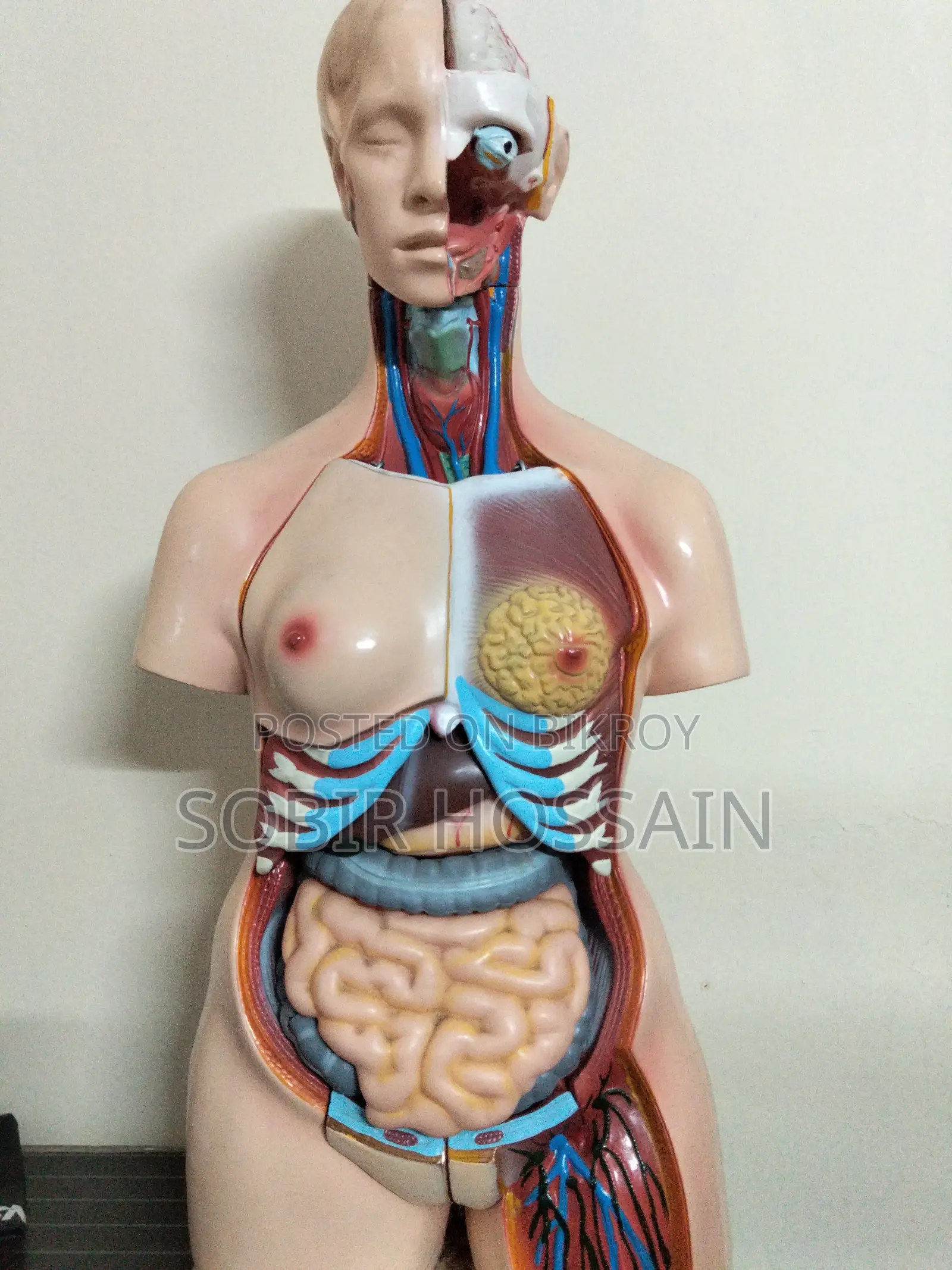 Human Anatomical Torso Model