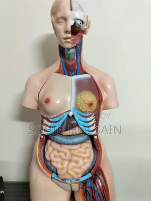 Human Anatomical Torso Model