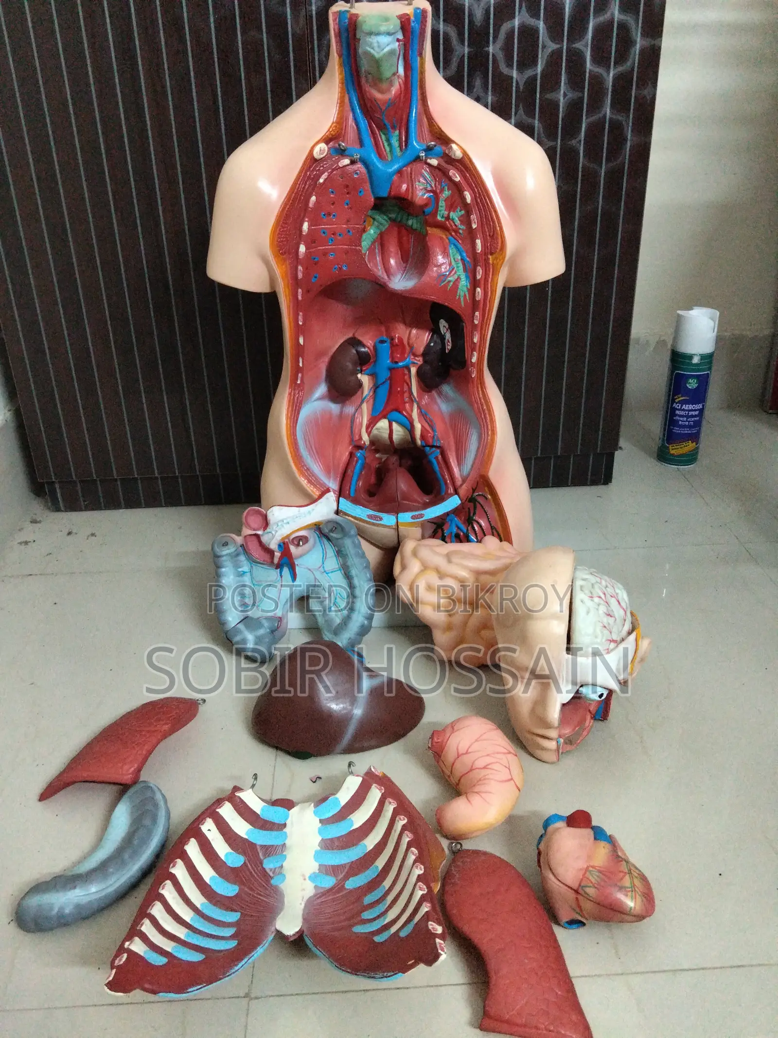 Human Anatomical Torso Model