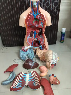 Human Anatomical Torso Model
