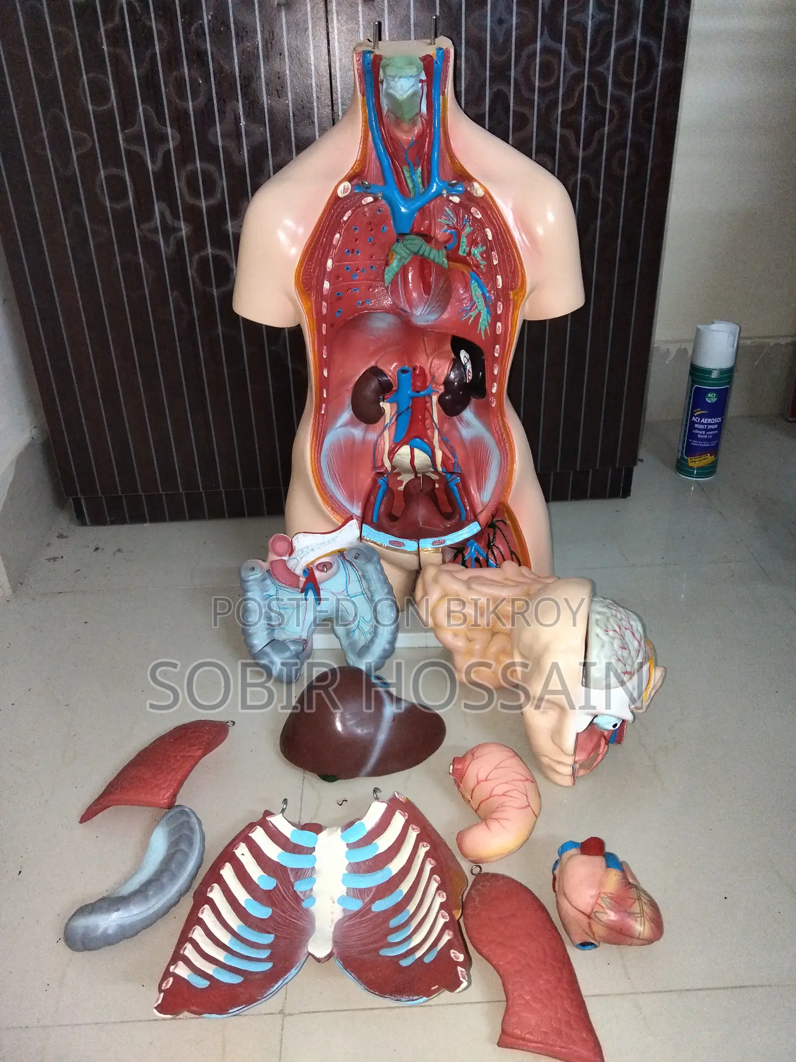 Human Anatomical Torso Model