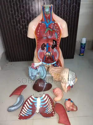 Human Anatomical Torso Model