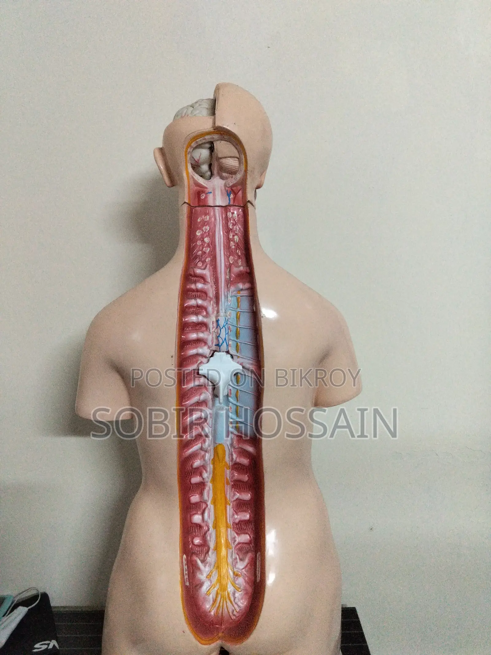 Human Anatomical Torso Model