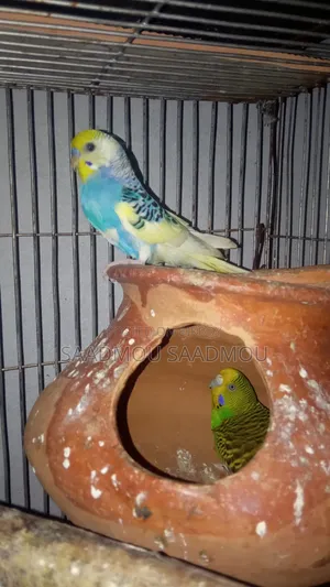 বাজরিকা পাখি