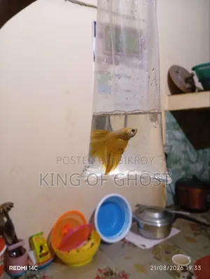 Half Moon Betta Male