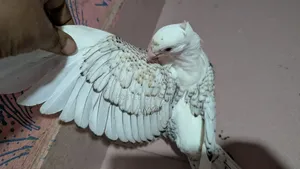 ব্লাক লেস সার্টিন বেবি।।