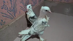 ব্লাক লেস সার্টিন বেবি।।