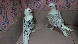 ব্লাক লেস সার্টিন বেবি।।