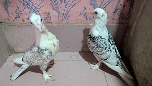 ব্লাক লেস সার্টিন বেবি।।