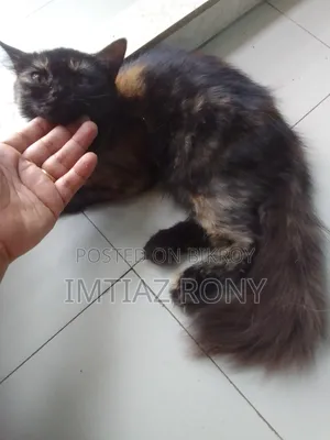 ৩-৬ মাস বয়সী পার্সিয়ান মিক্সড নারী বিড়াল