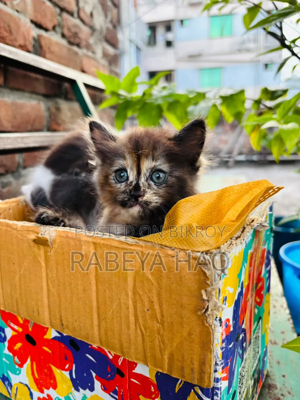 ১-৩ মাসের খাঁটি জাতের নারী পার্সিয়ান