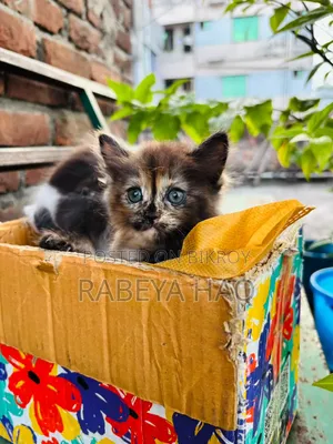 ১-৩ মাসের খাঁটি জাতের নারী পার্সিয়ান