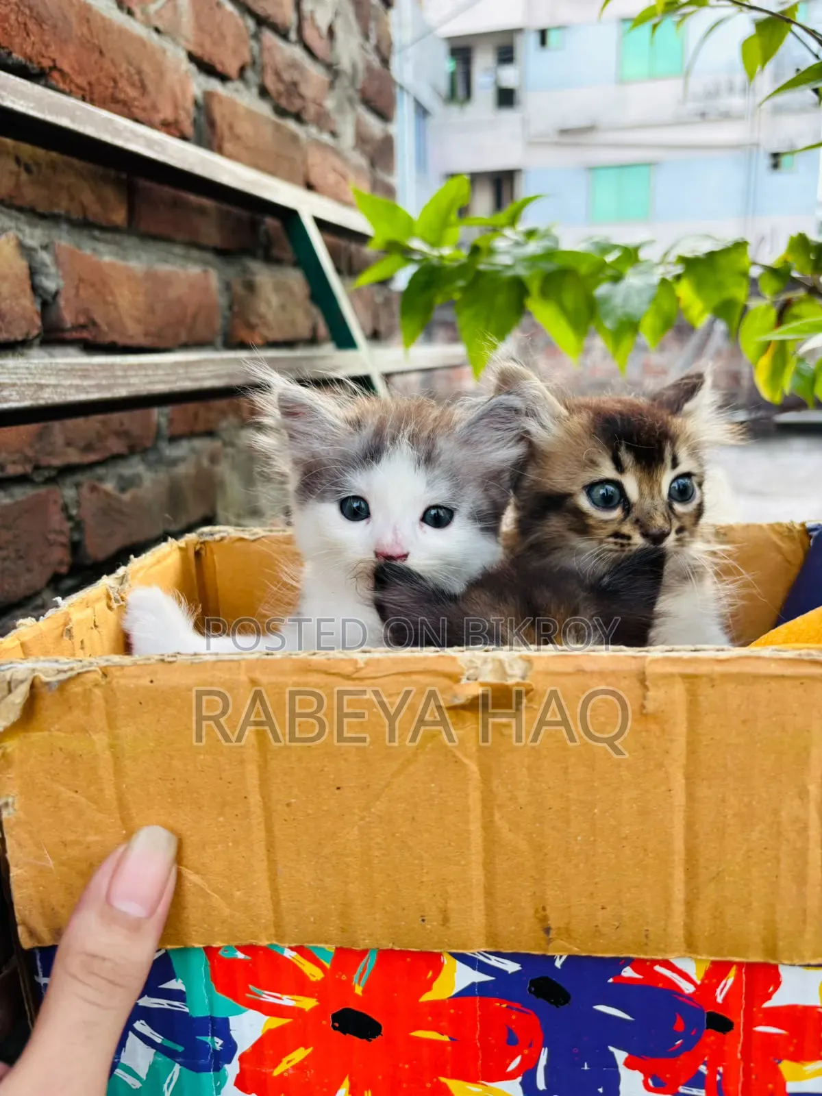 ১-৩ মাসের খাঁটি জাতের নারী পার্সিয়ান