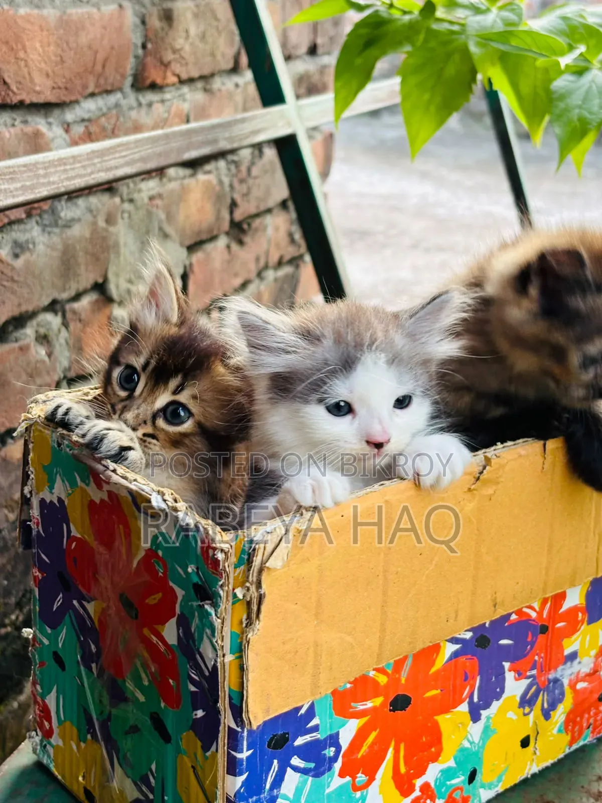 ১-৩ মাসের খাঁটি জাতের নারী পার্সিয়ান