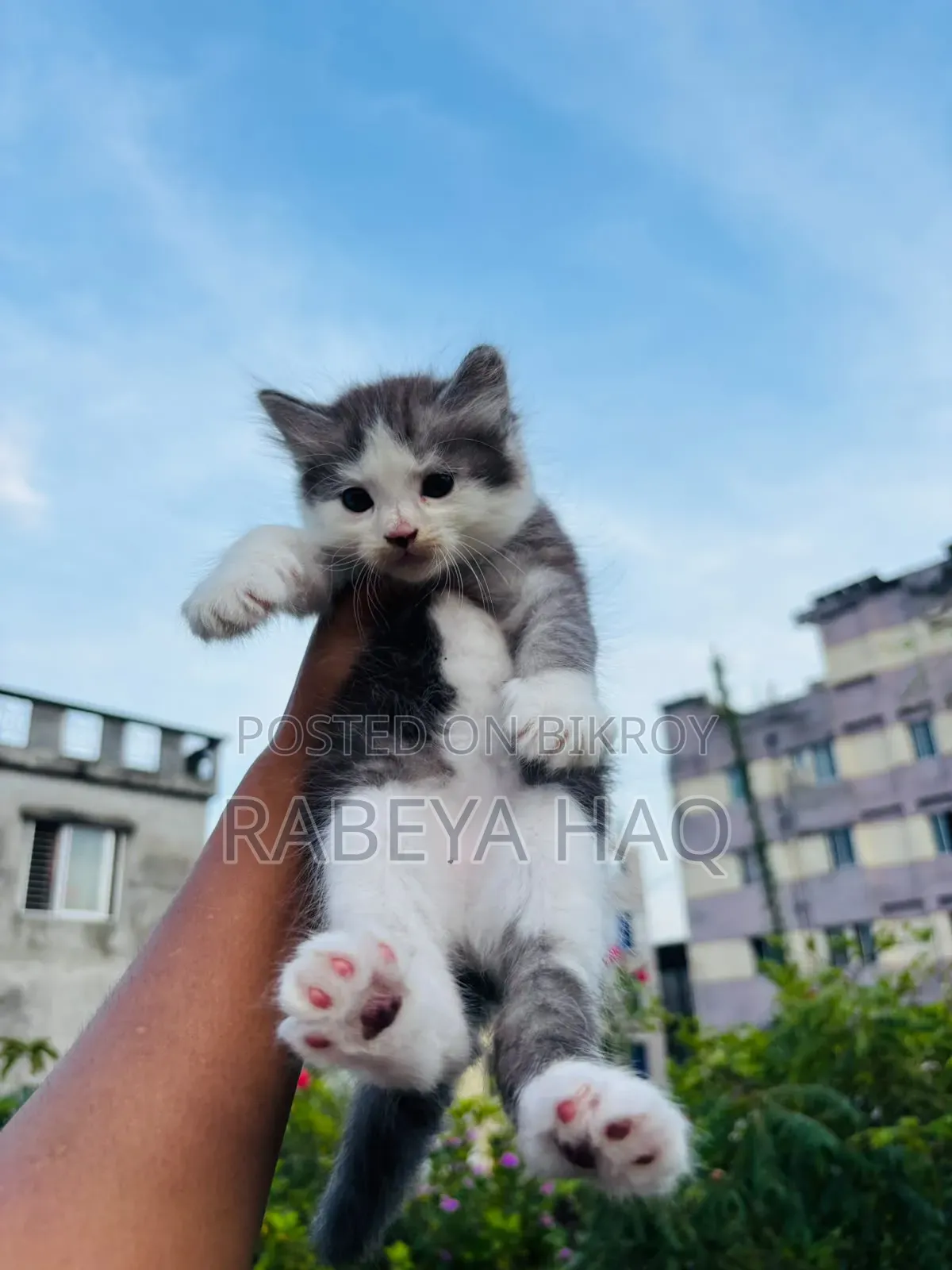 ১-৩ মাসের খাঁটি জাতের নারী পার্সিয়ান
