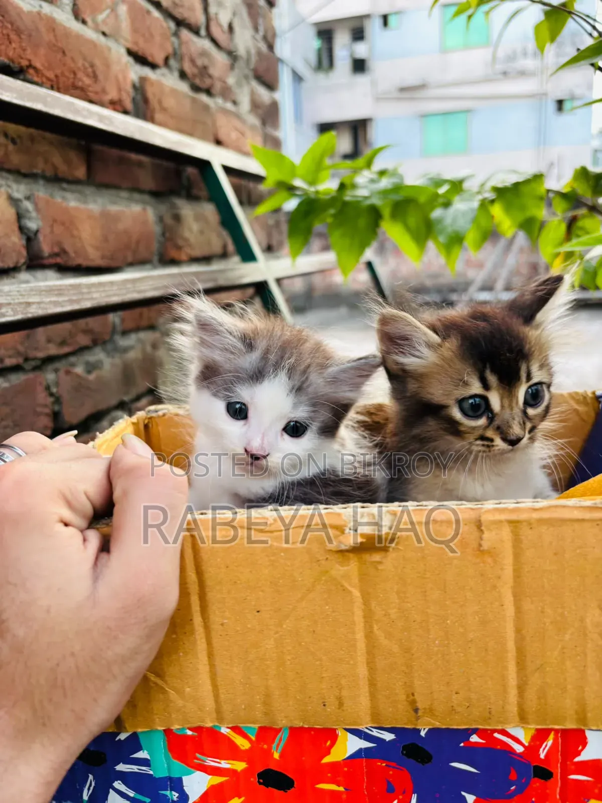 ১-৩ মাসের খাঁটি জাতের নারী পার্সিয়ান