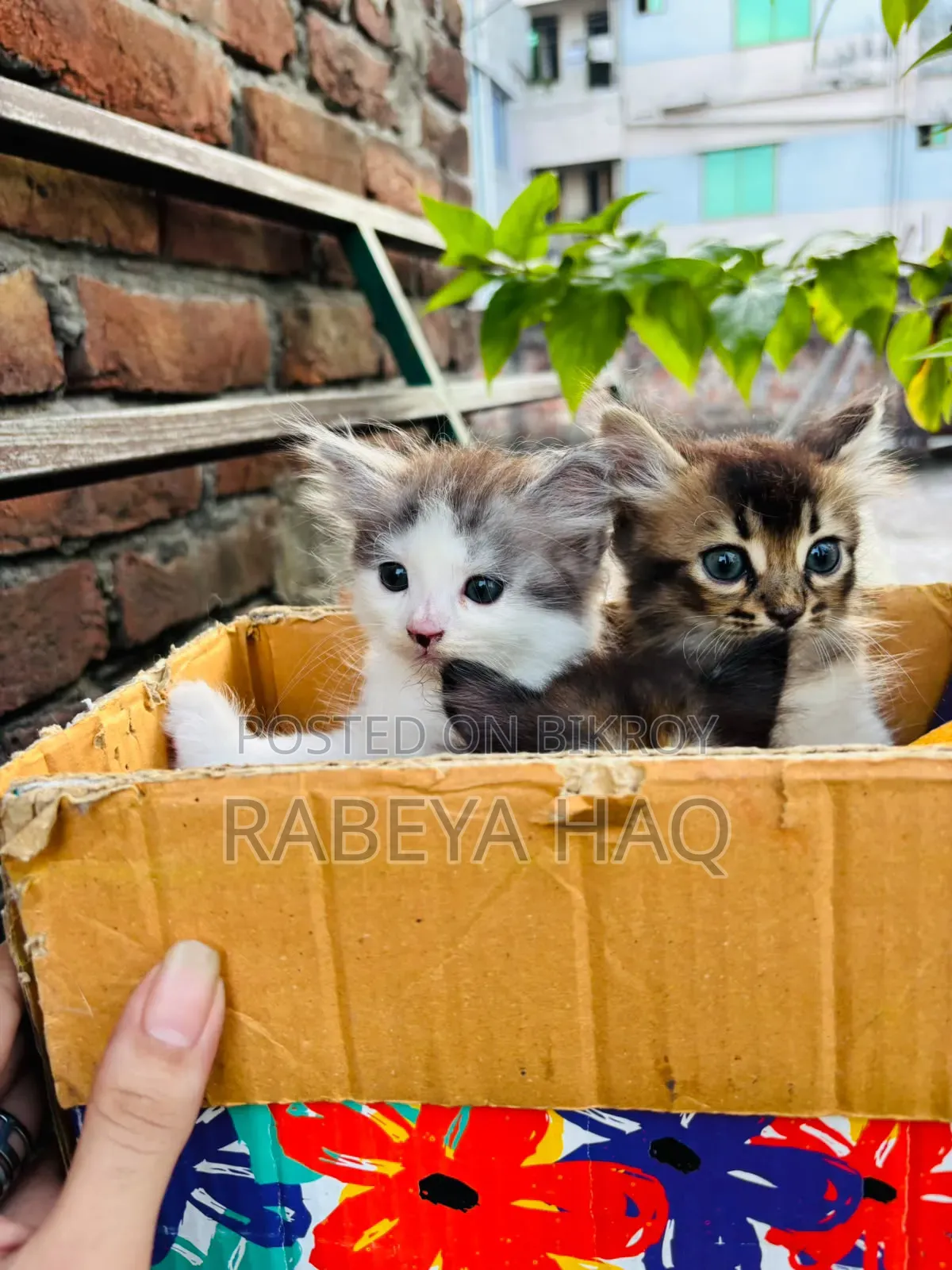১-৩ মাসের খাঁটি জাতের নারী পার্সিয়ান