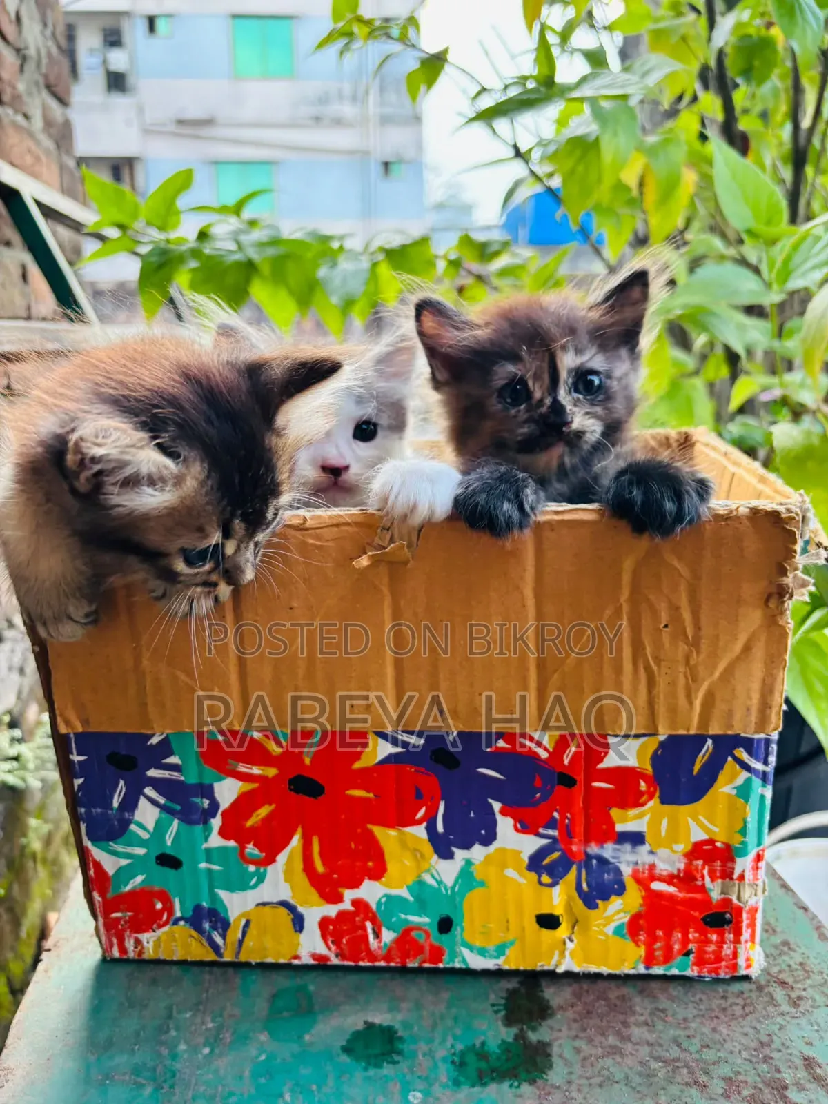 ১-৩ মাসের খাঁটি জাতের নারী পার্সিয়ান