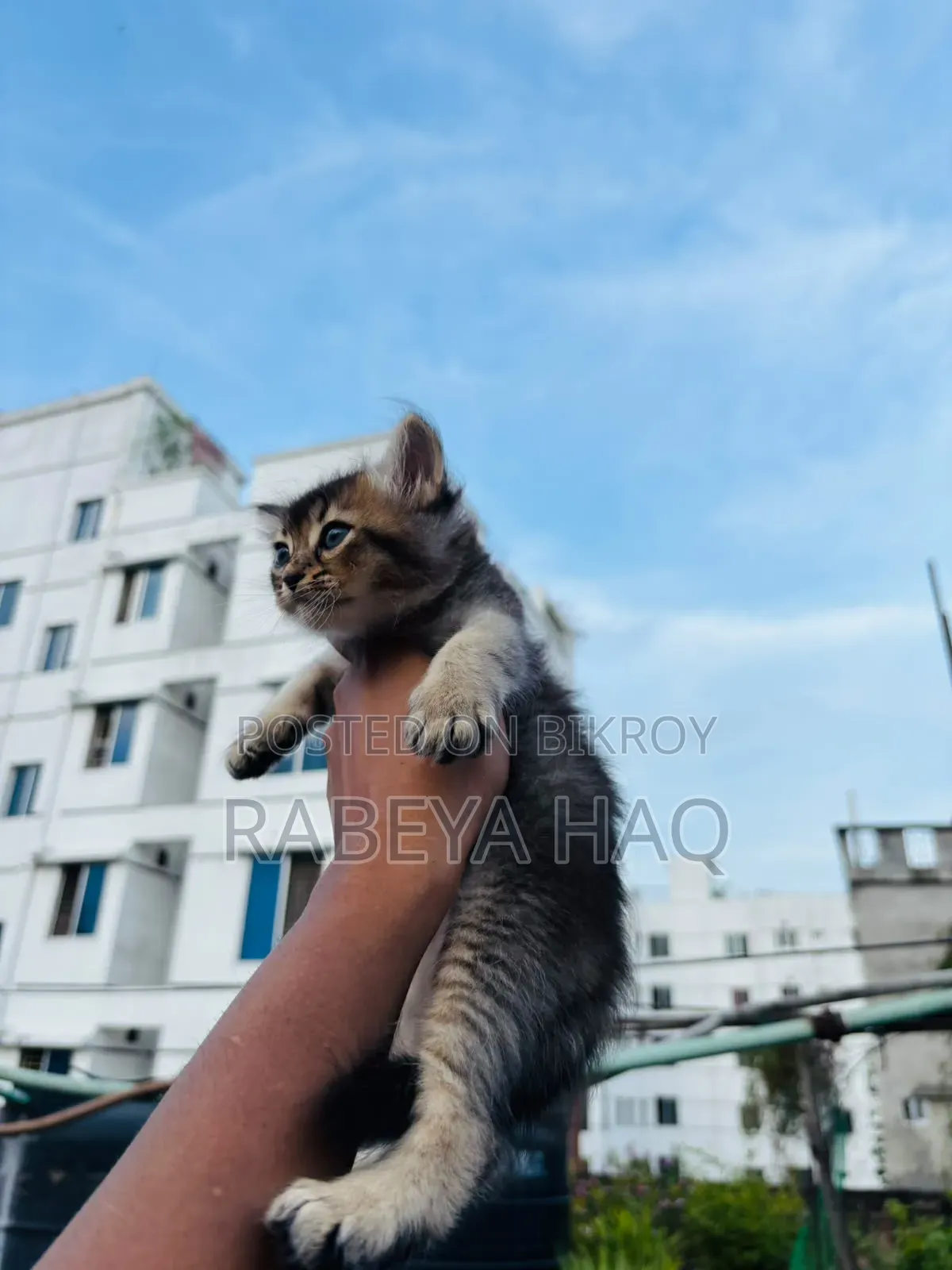 ১-৩ মাসের খাঁটি জাতের নারী পার্সিয়ান